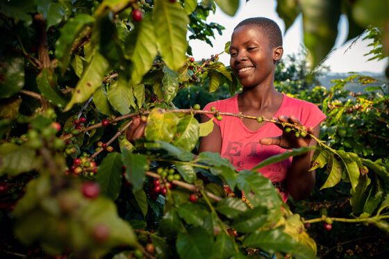 The Latest Hip African Coffee? Nespresso Says It's Zimbabwe Brew