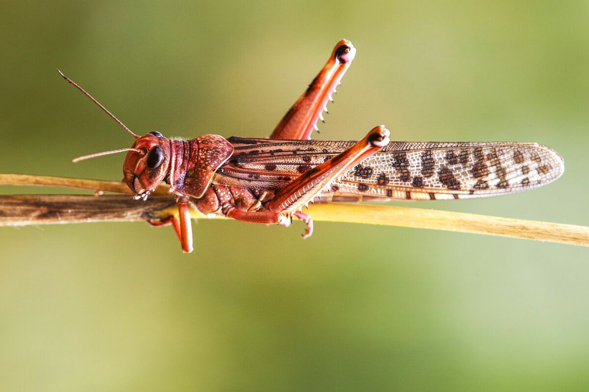 Ethiopian Conflict Hampering Desert Locust Control, UN Says - Bloomberg