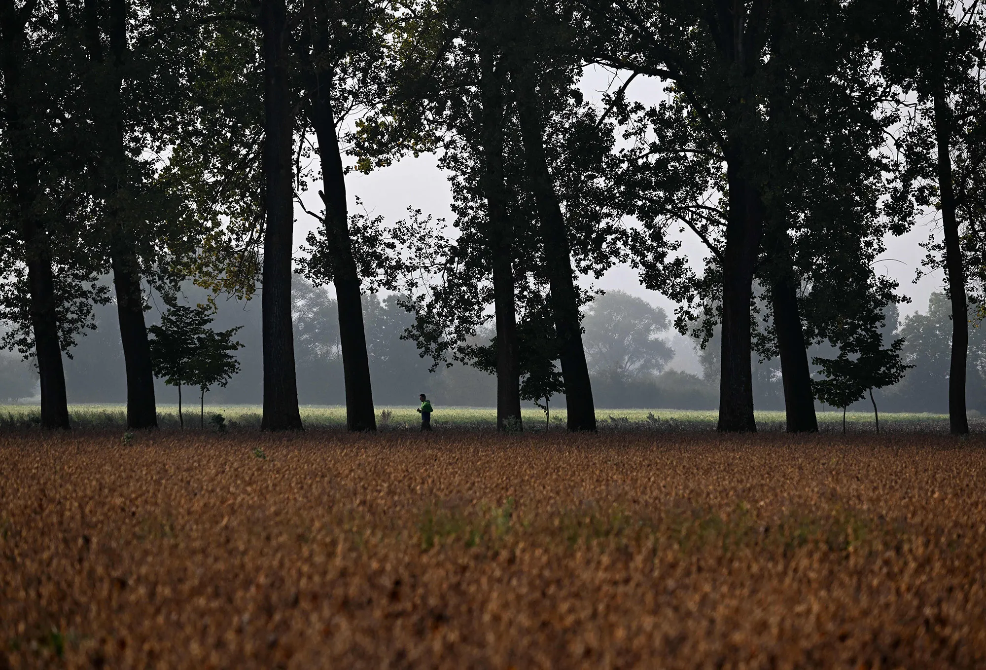 A jogger during mild temperatures in&nbsp;Puchheim, southern Germany,&nbsp;