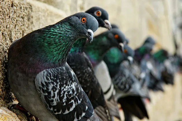 How Mercedes Turned Pigeon Poop Into Respect for Its Smart Car