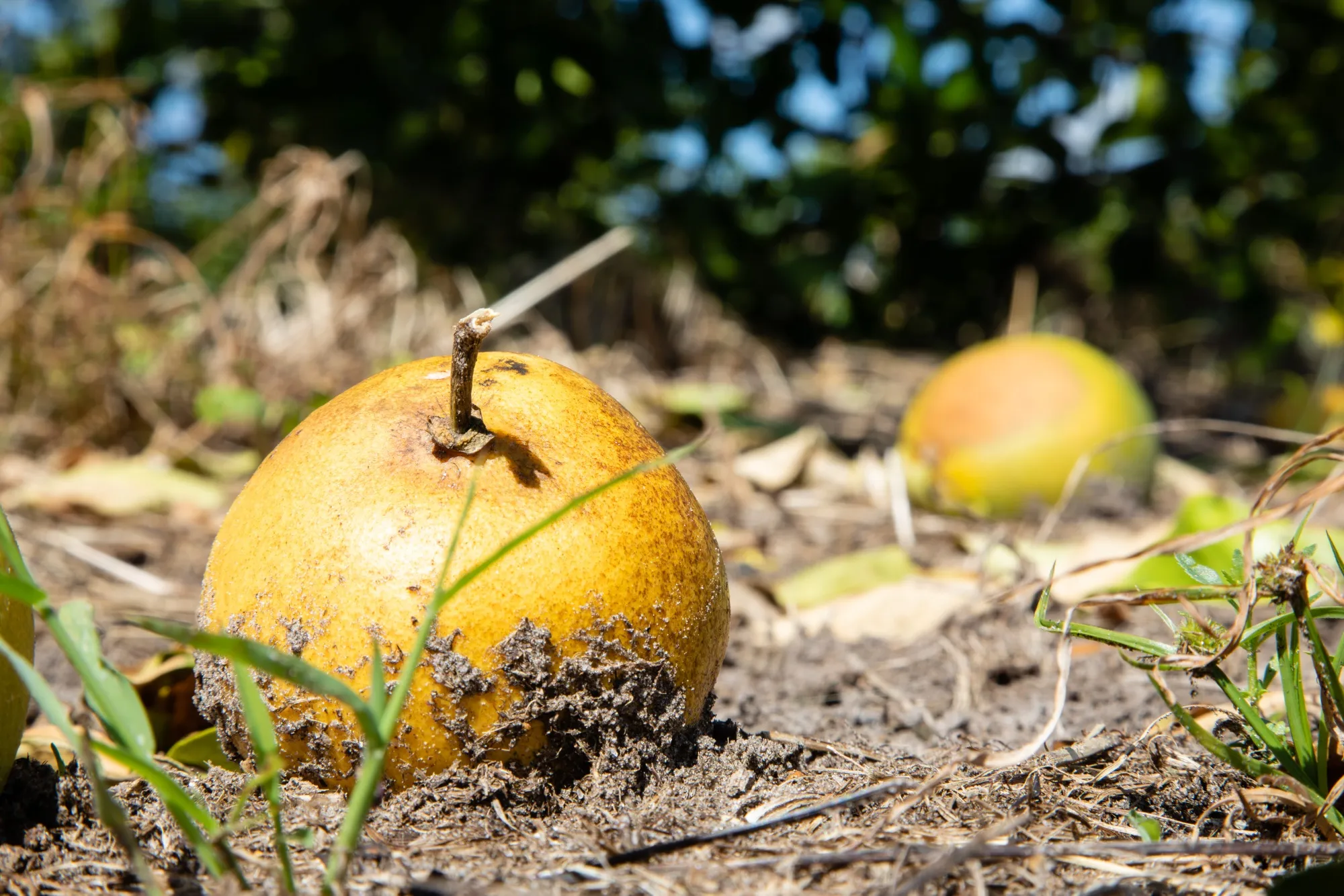 Fallen oranges on the ground following Hurricane Ian in Florida.