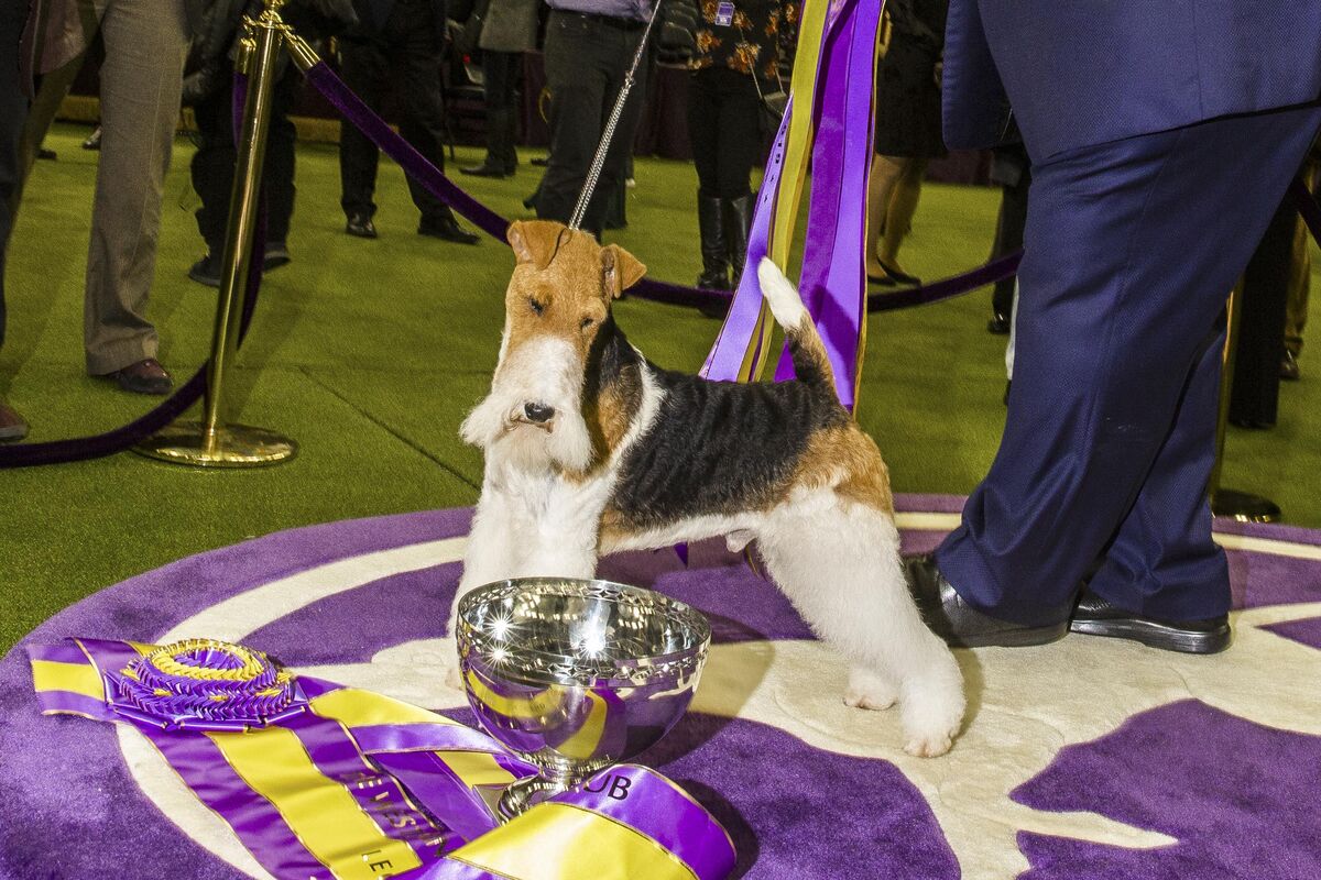 143rd westminster best sale dog show