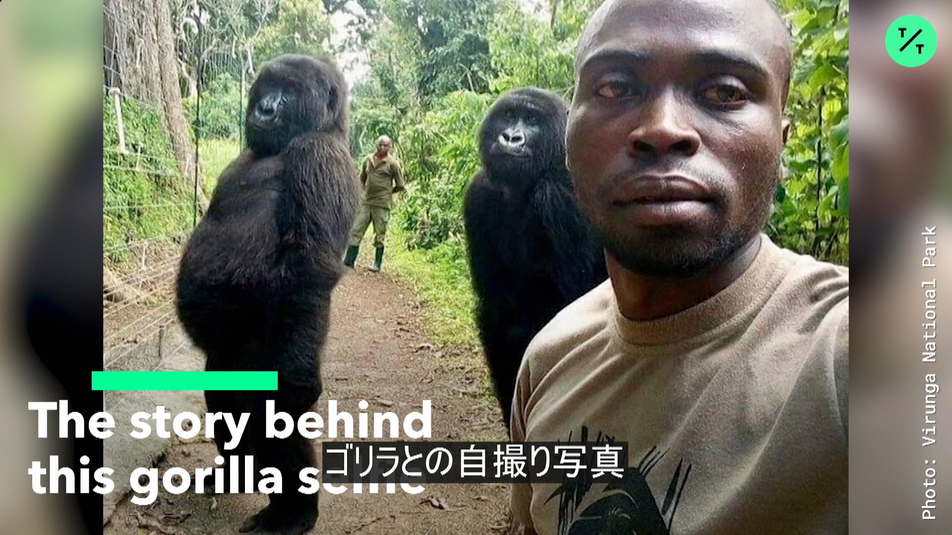 ゴリラの自撮り写真 Bloomberg ゴリラの自撮り写真 Bloomberg