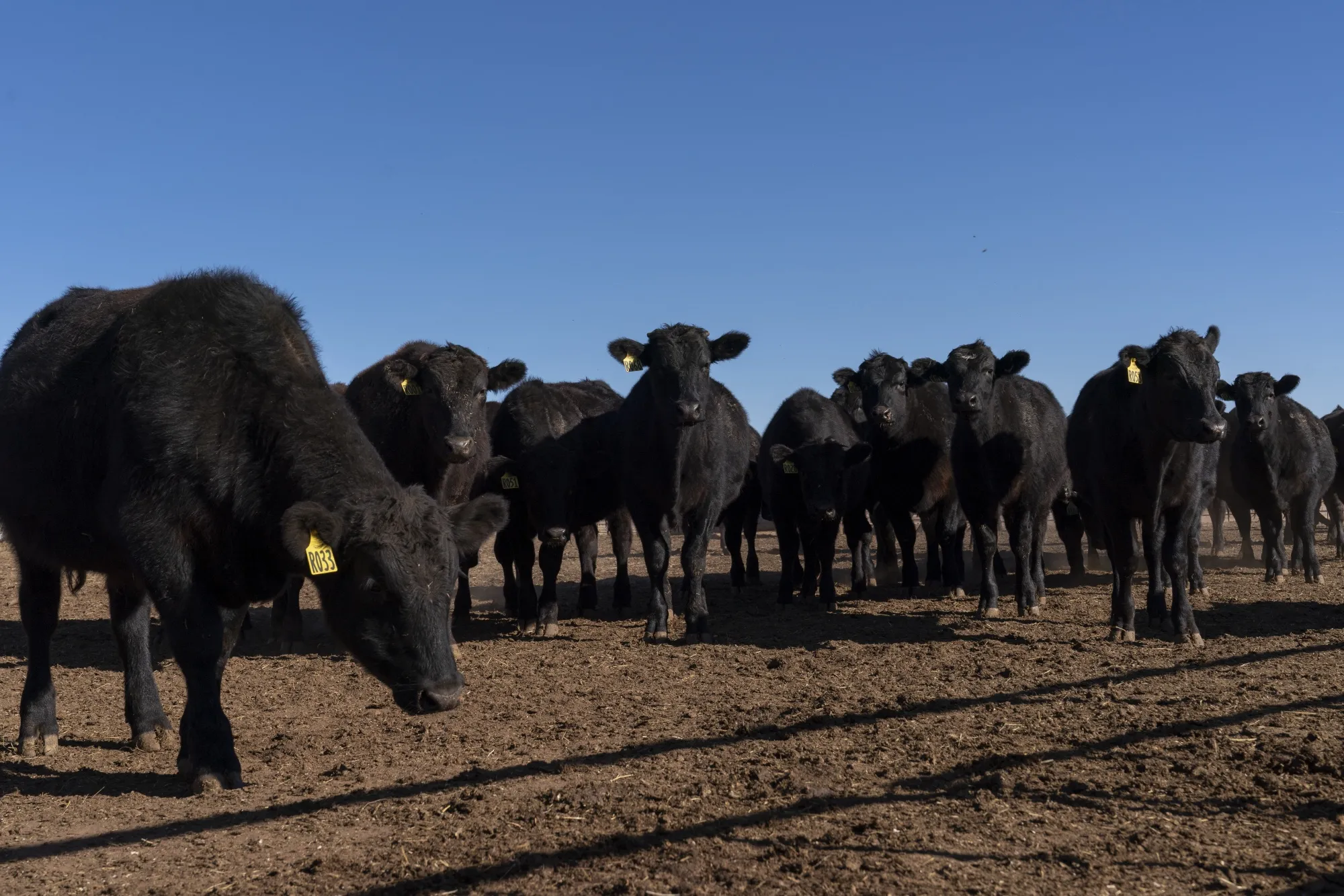 Cattle at a ranch in Blanchard, Oklahoma, US.