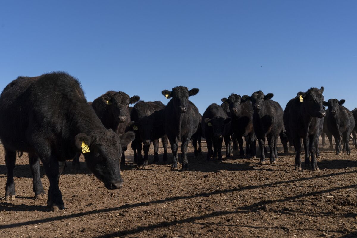 🚨 ⚫️BREAKING: L'Australia rimuove le restrizioni sulle importazioni di carne bovina dagli Stati Uniti per compiacere Trump