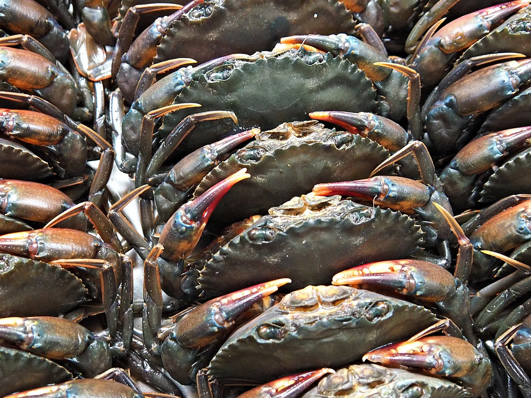 Mud crabs