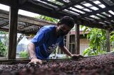 Harvesting and Production of Coffee at Finca Del Carman