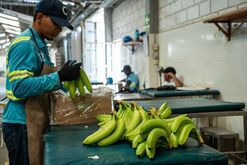 The Uniban Banana Production And Export Facilities Ahead Of Colombia's Trade Balance Data
