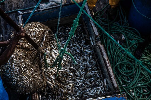 A group of fishermen stock sardines that will be transformed into fish flour in Guanabara bay, Rio de Janeiro.