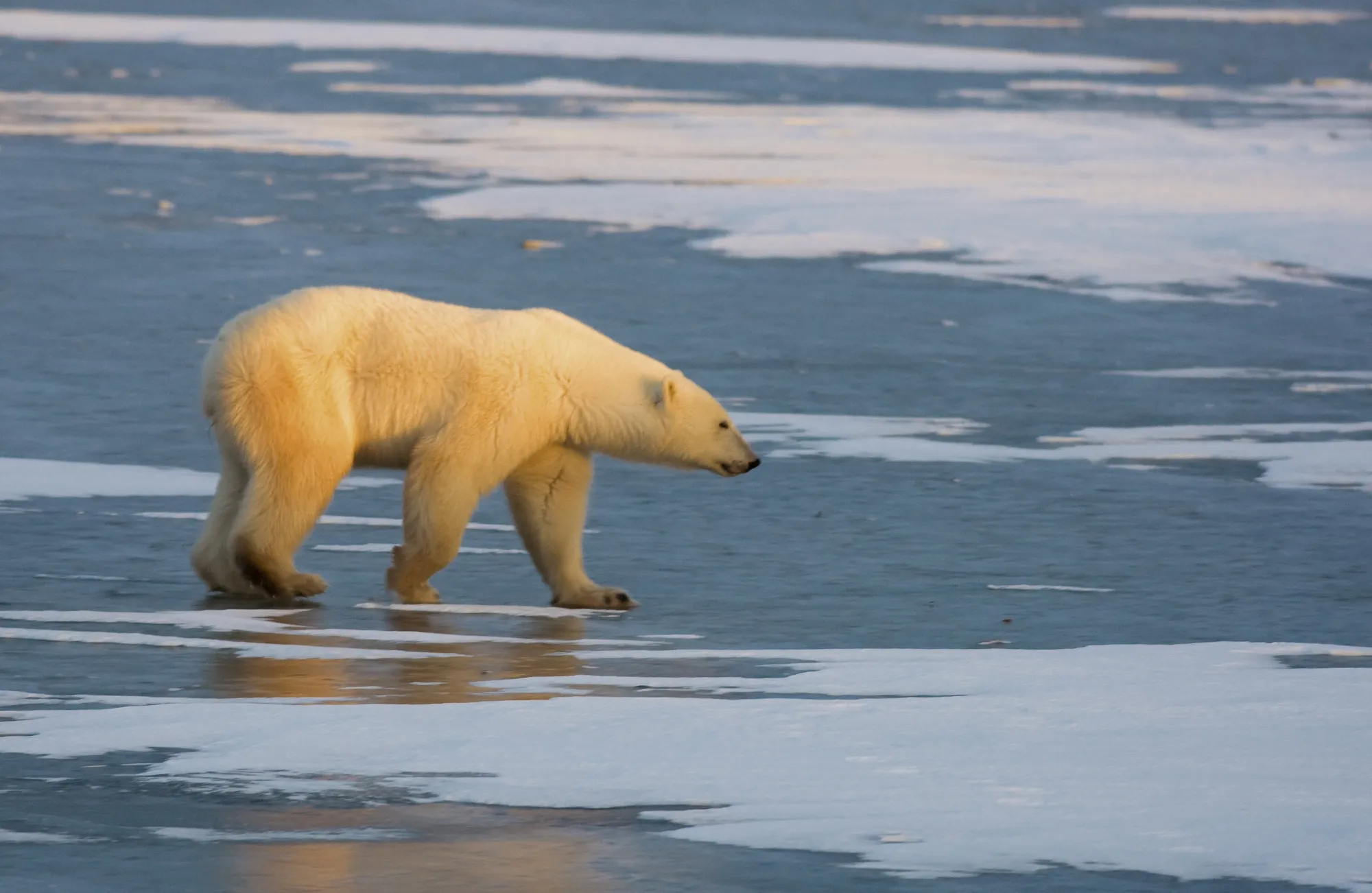 From plankton to polar bears, the range of life on Earth is declining at an unprecedented rate.&nbsp;
