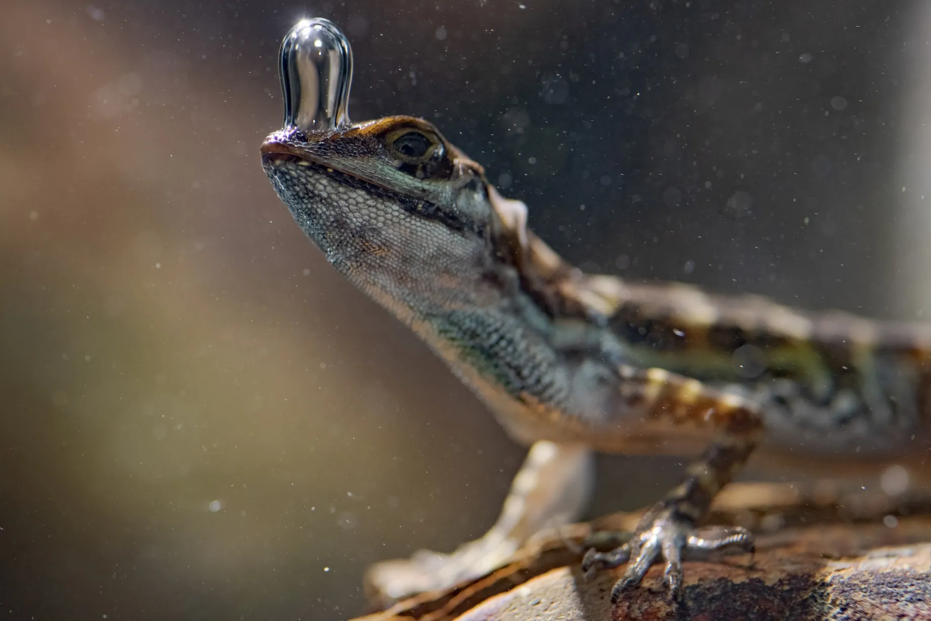 James Cameron Turns to Earth Before Release of New 'Avatar' - Bloomberg, image size:1840x1229