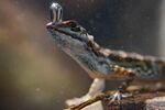 This image released by National Geographic shows an Anole lizard breathing underwater in Costa Rica in a scene from &quot;Super/Natural,” a six-part series from National Geographic, airing on Disney+, (Robin Cox/National Geographic via AP)