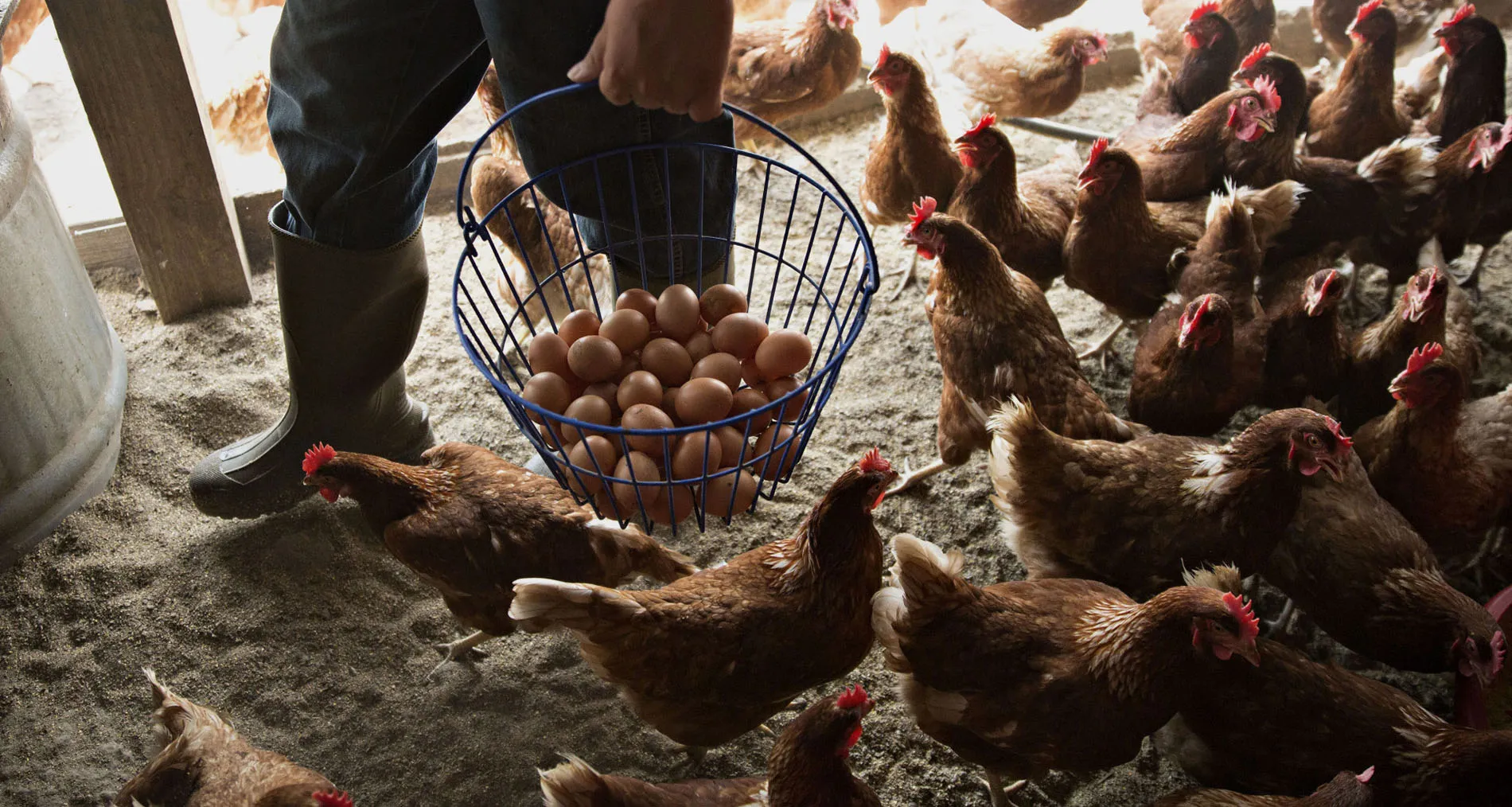 Egg Production At Organic Illinois Poultry Farm