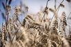 Hungarian Wheat Harvest Amid Ukraine Grain Purchase Ban