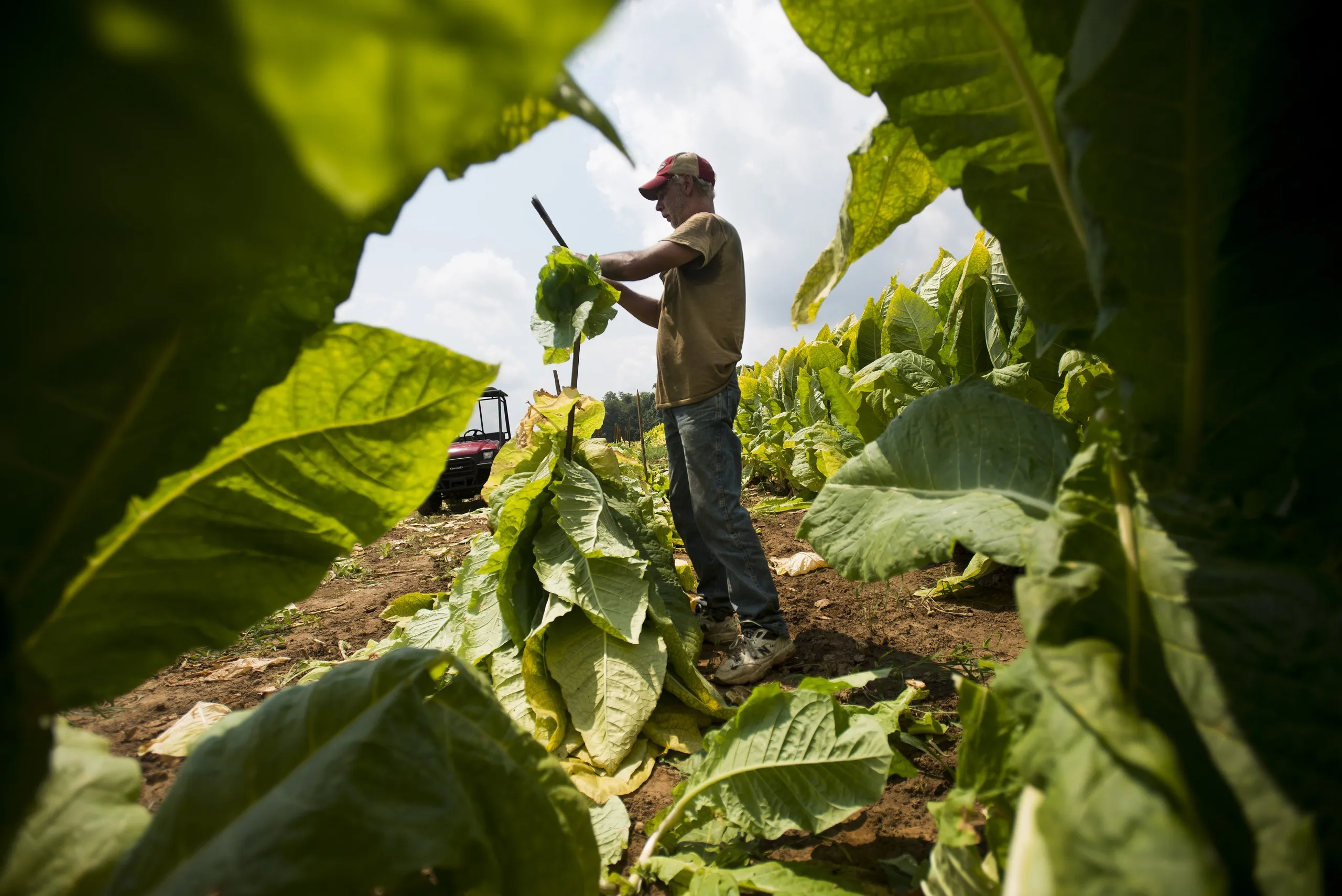 A tobacco plantation.