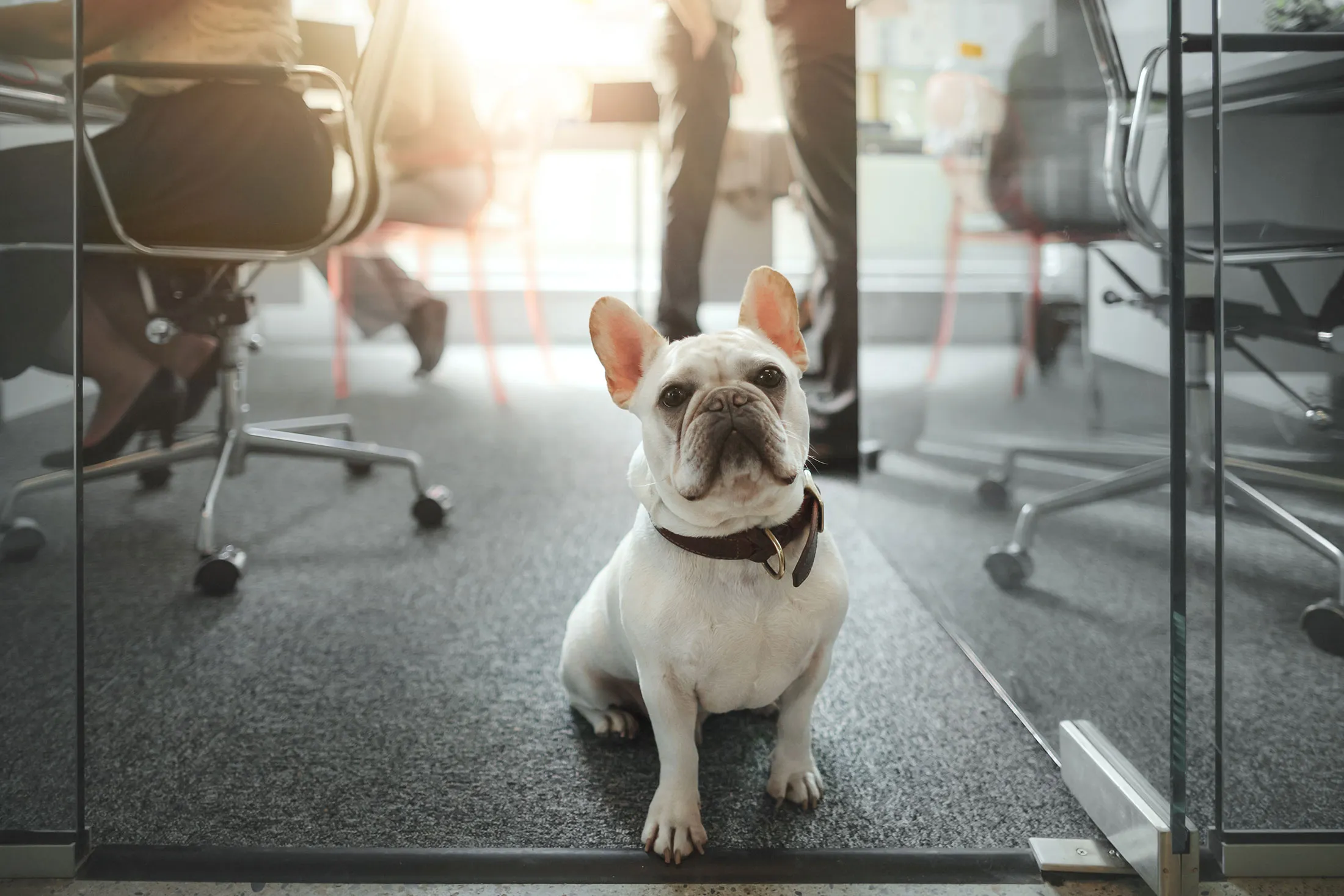 The Best Workplaces for Pet Owners Offer Pet Insurance and 
