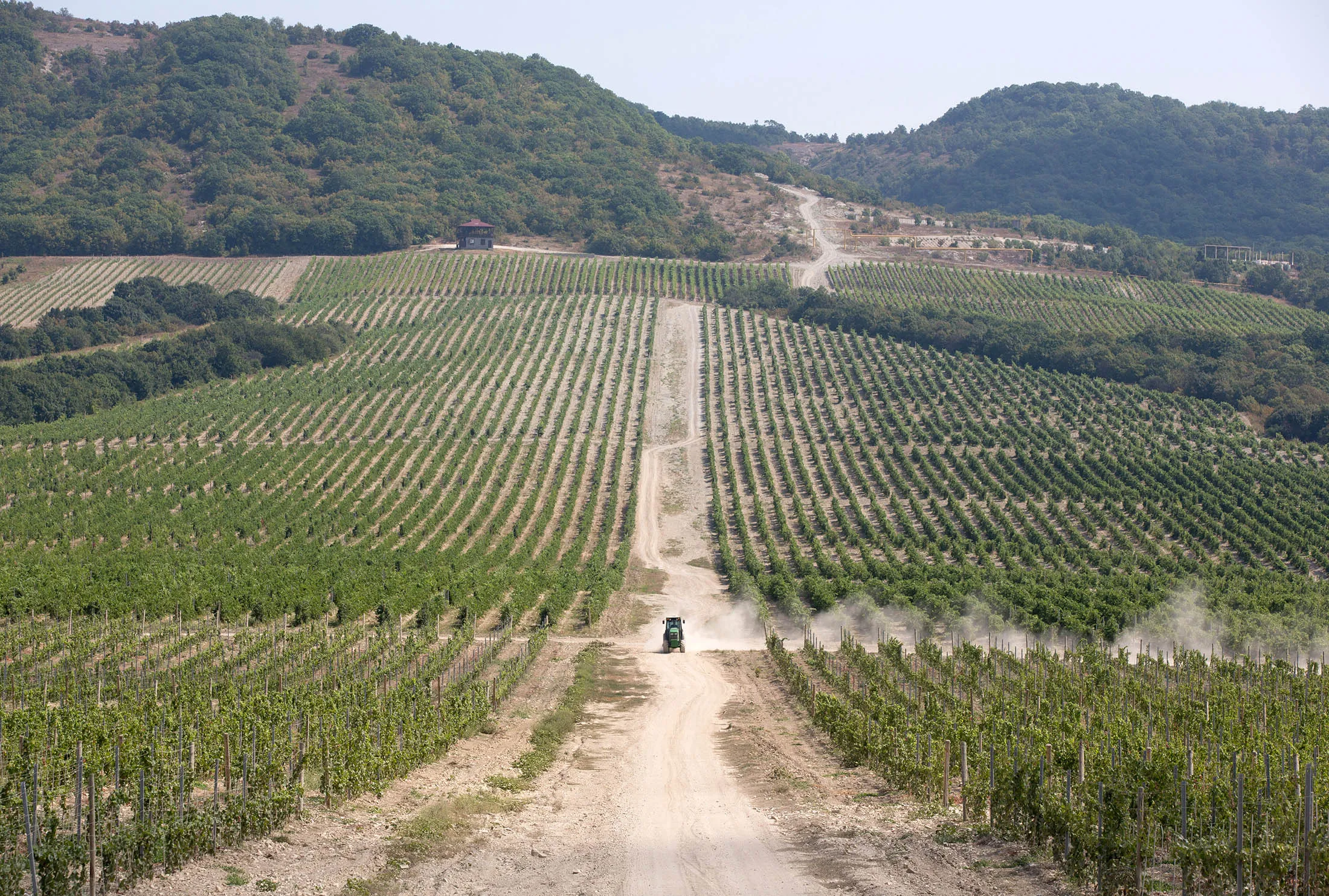 vineyard

