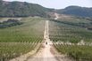 Grape Harvest And Wine Production At Abrau-Durso PJSC Winery