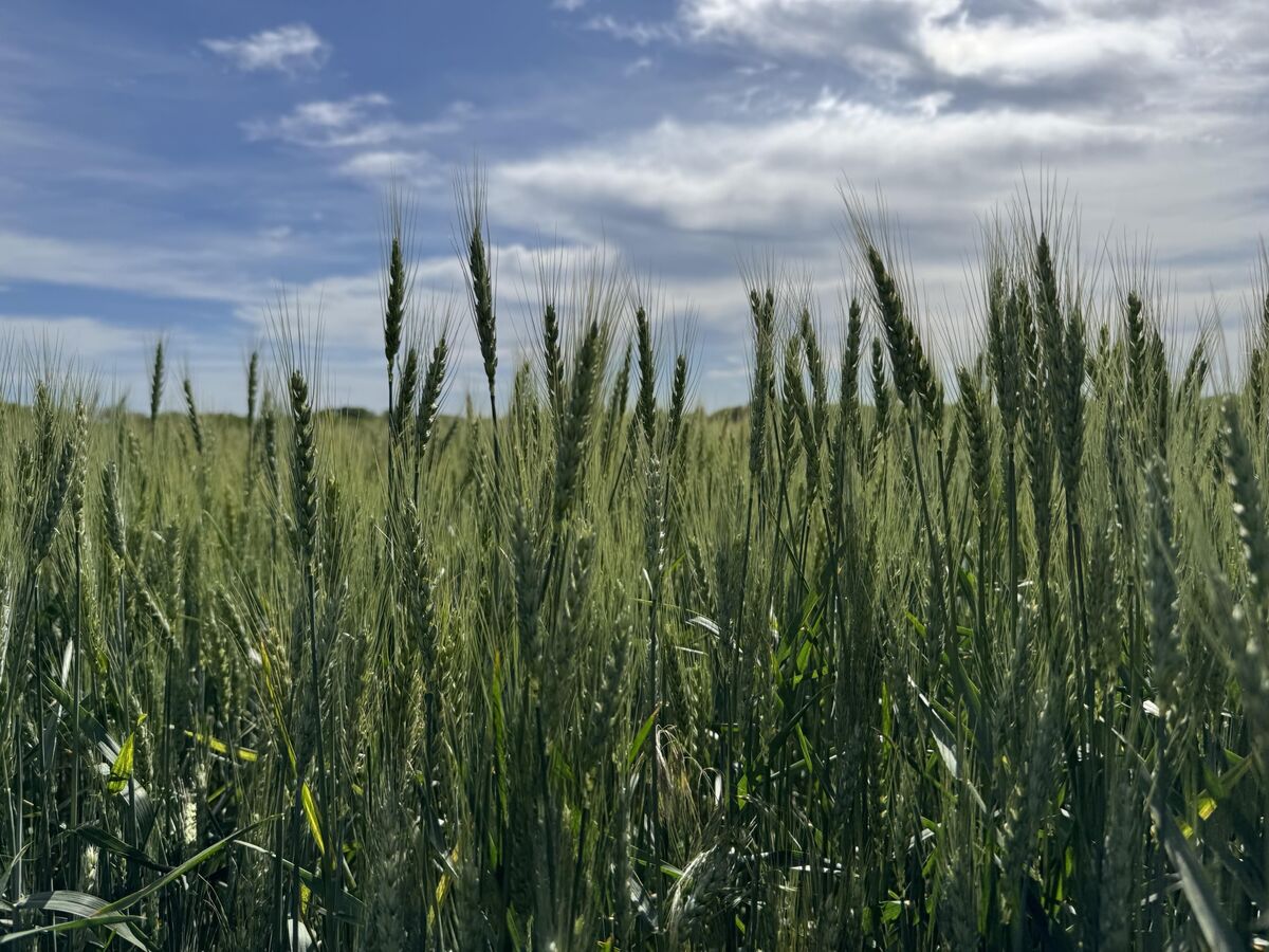 🟪"Quando il grano diventa mangime: un campanello d'allarme per i coltivatori del Kansas"