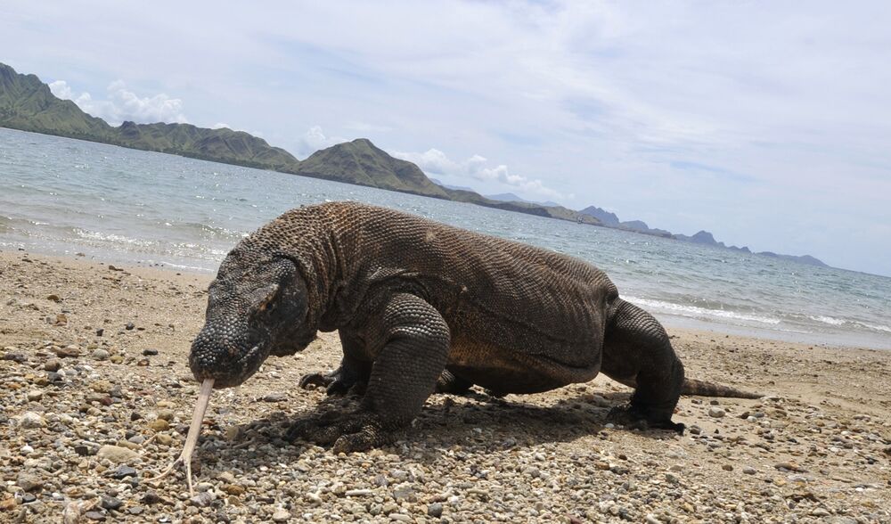 10 Amazing Facts About Komodo Dragons Mental Floss