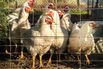 FRANCE-AGRICULTURE-BIRD-FLU