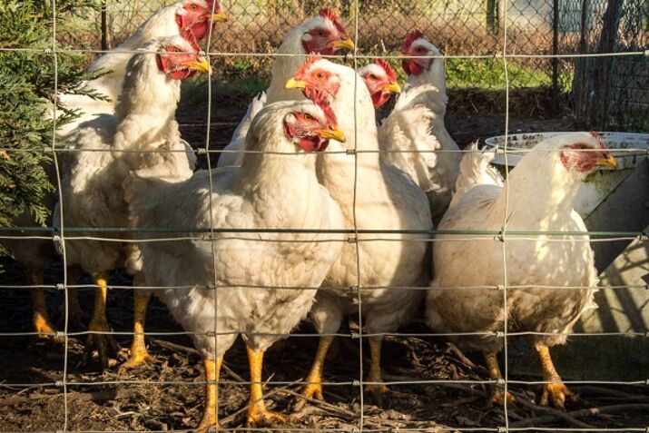 FRANCE-AGRICULTURE-BIRD-FLU