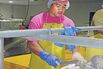 Chicken of the Sea Gets Samoans a Wage Hike