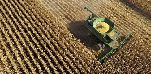 Corn Harvest As USDA Releases Grain Export Survey