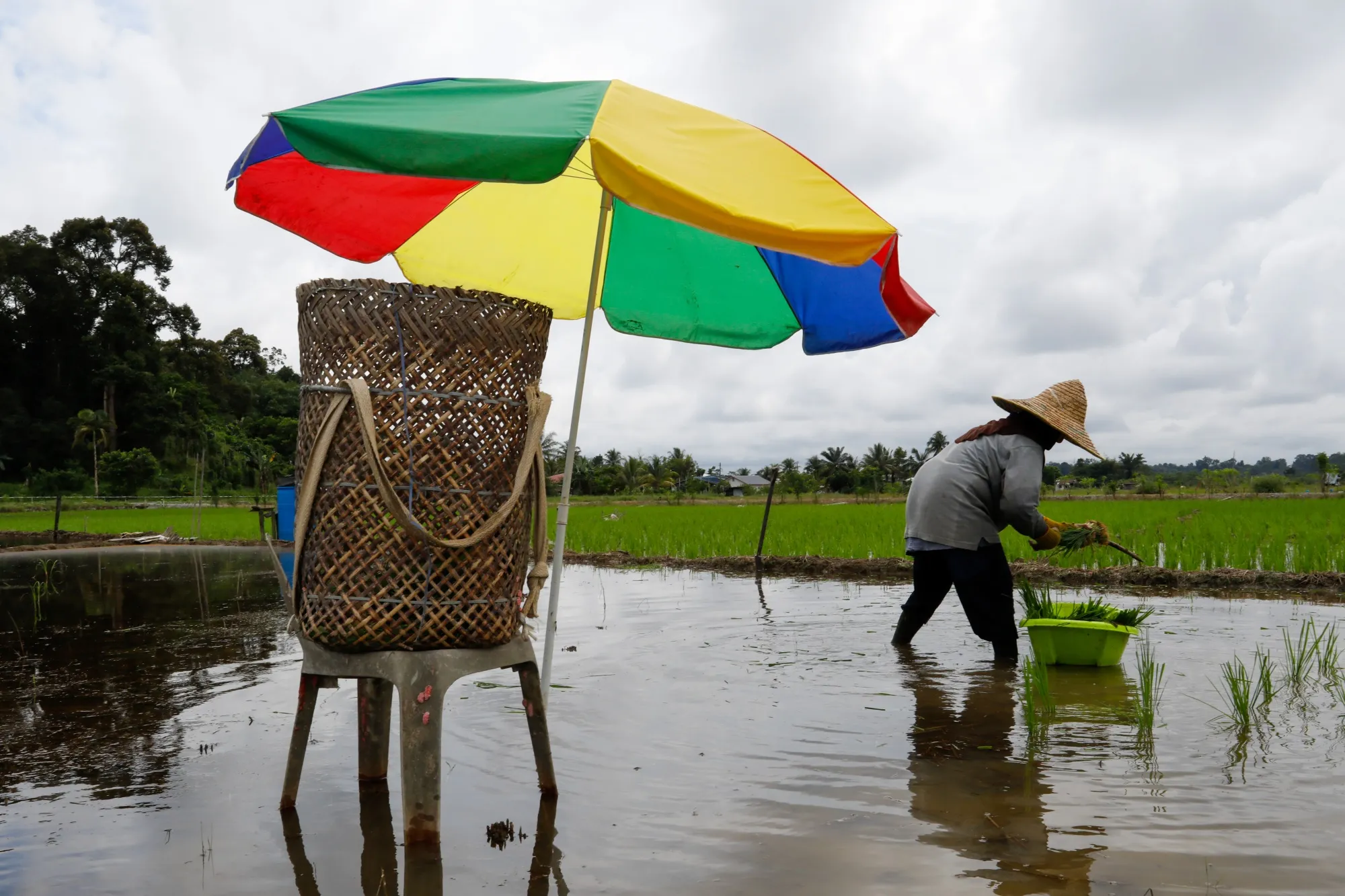A farmer plants rice seedlings in a paddy field in a village in Siburan district, Sarawak, Malaysia. Rice&nbsp;is responsible for about 10% of global methane emissions due to the way it’s grown.