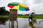 A farmer plants rice seedlings in a paddy field in a village in Siburan district, Sarawak, Malaysia. Rice is responsible for about 10% of global methane emissions due to the way it’s grown.