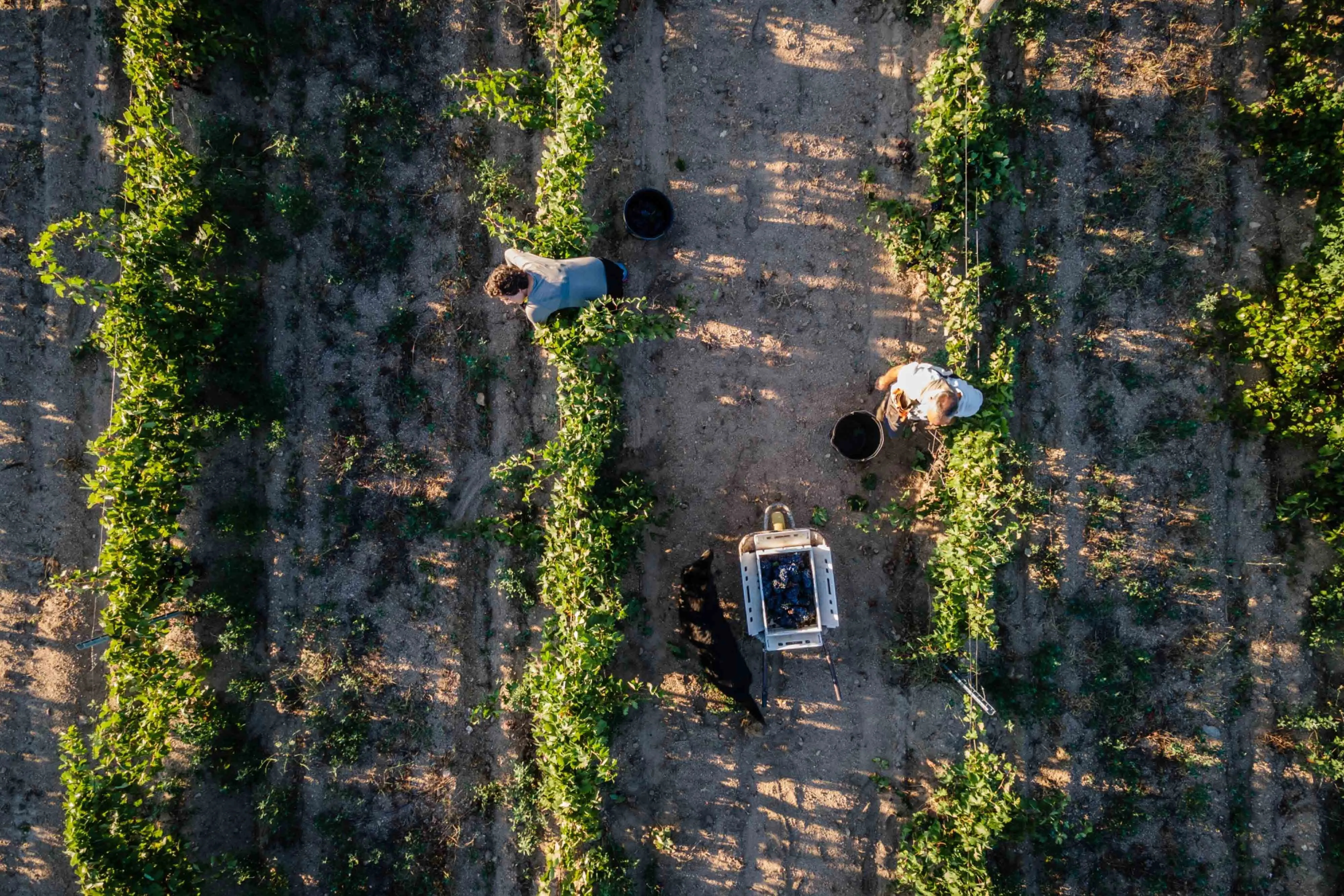 Workers pick bunches of grapes during an August 2023&nbsp;harvest at the Celler La Gutina vineyard in Girona, Spain, where&nbsp;a drought emergency was declared&nbsp;for want&nbsp;of rain.