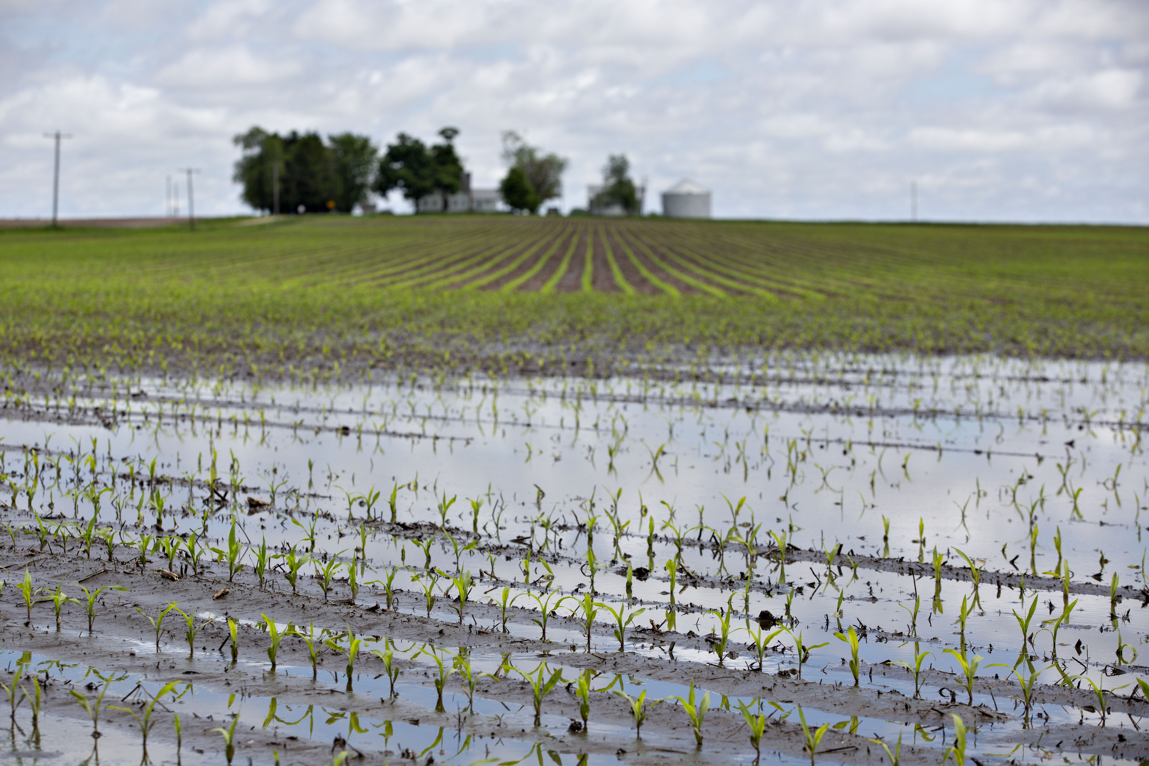 Corn `Train Wreck' Worse Than Forecast, U.S. Farmers Warn - Bloomberg