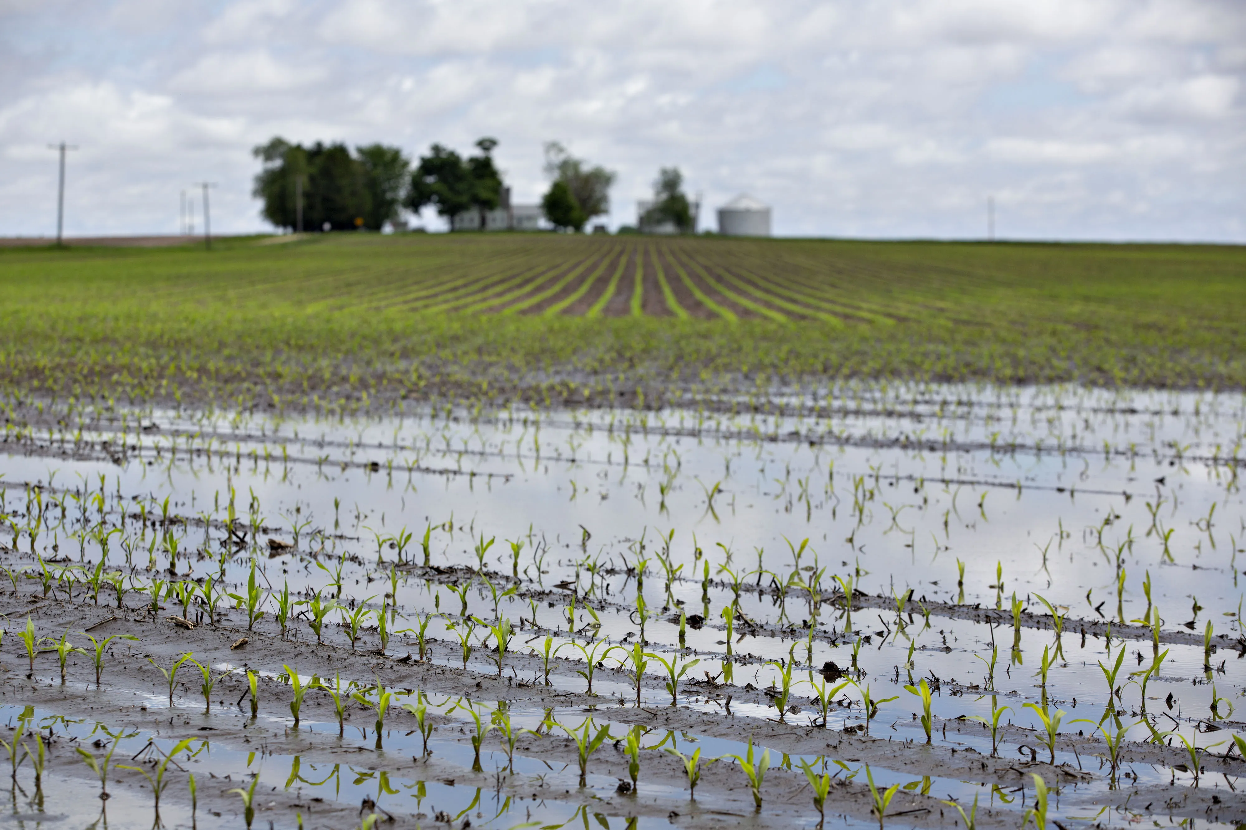 Water floods a cornfield in Malden, Illinois, U.S., on May 29.