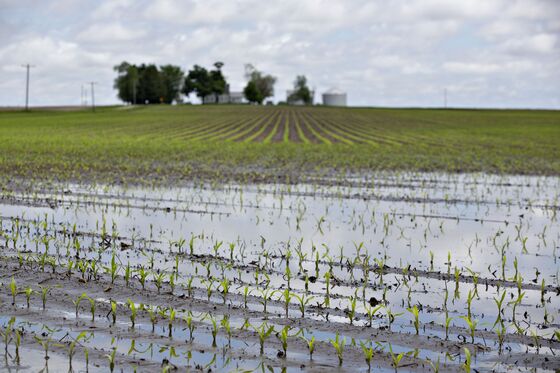 The Corn ‘Train Wreck’ May Be Worse Than Forecast, U.S. Farmers Warn