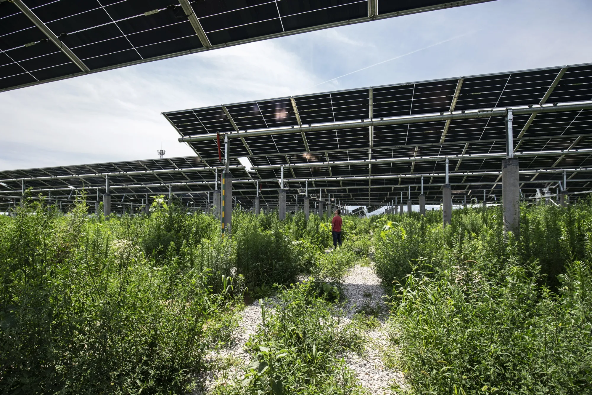 The Solar-Powered Future Is Being Assembled in China