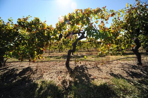 Wine Never Cheaper as Bidders Circle Foster’s Spinoff
