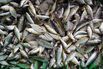 A Heap Of Freshly Caught Fish
