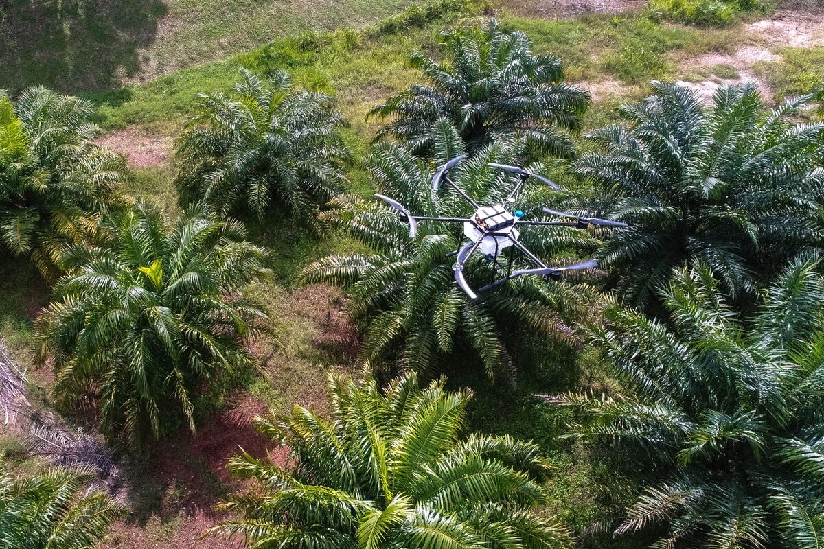 Palm Oil Industry Going High Tech to Boost Output - Bloomberg