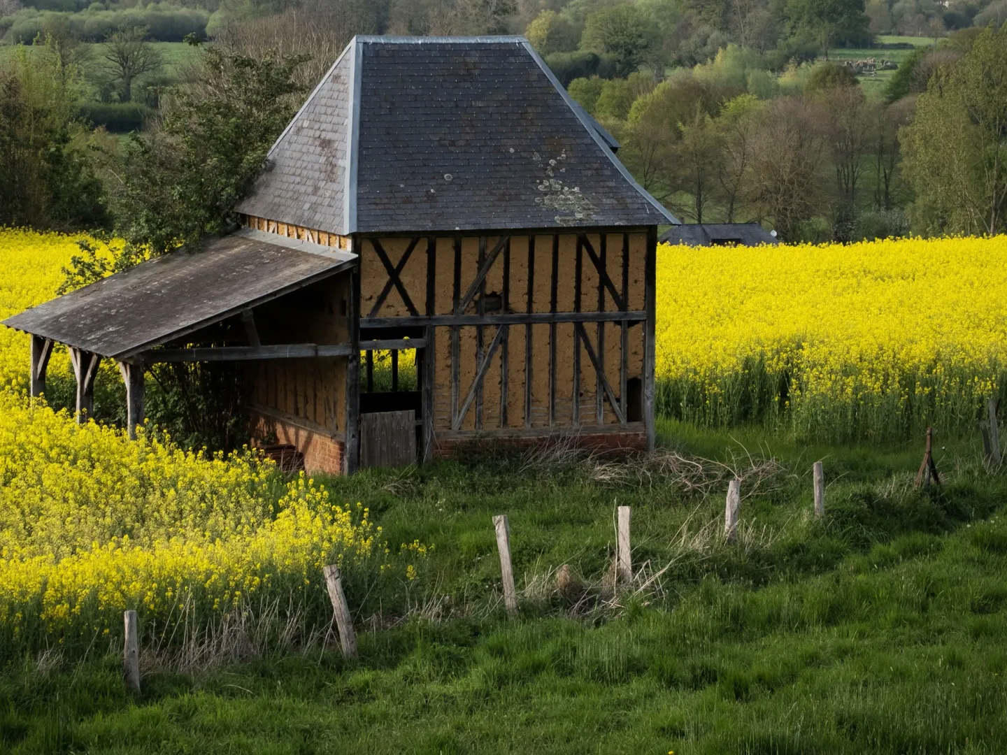 Rapeseed, northwestern France.
