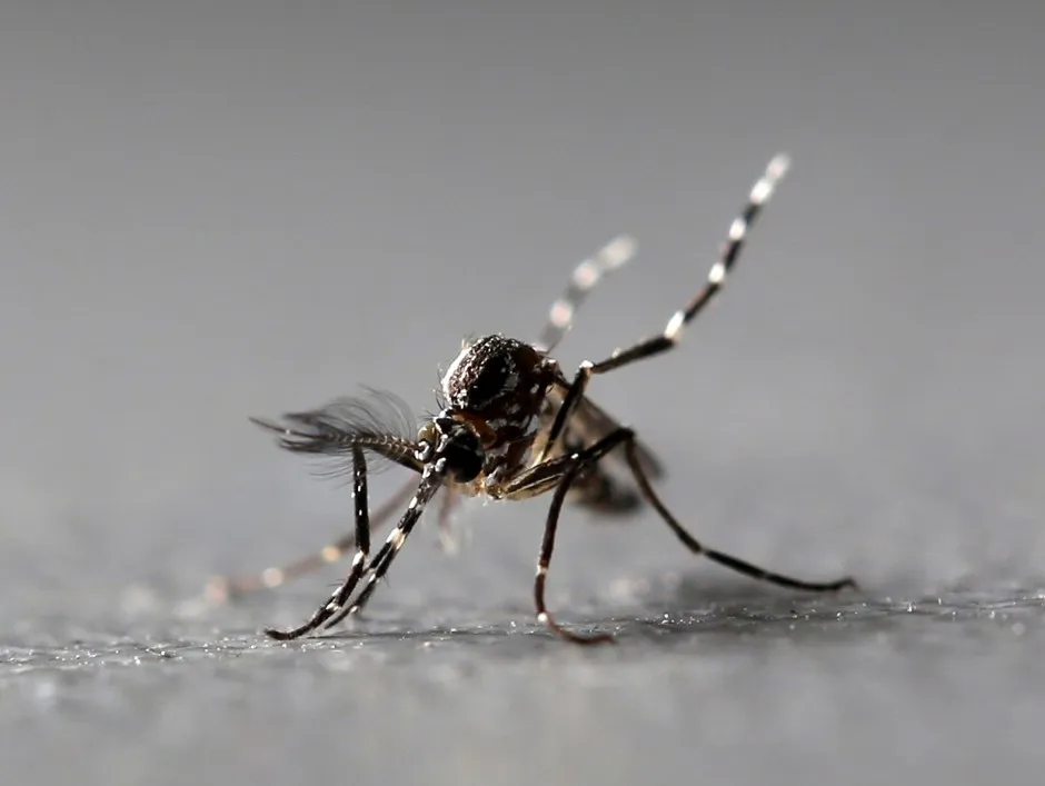 The mosquito, bearer of annoyance and disease. 