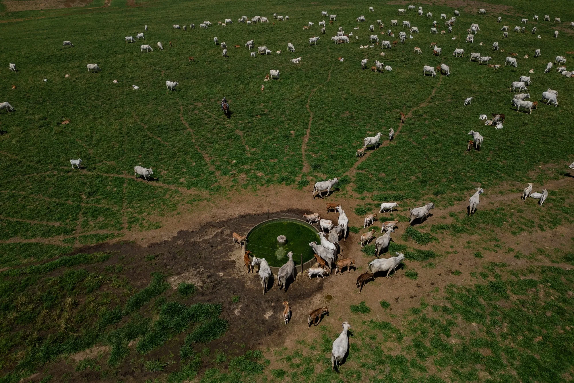 Cattle drink from a stock tank&nbsp;at the Grupo Roncador pasture in Pindamonhangaba, Sao Paulo state, Brazil, on Oct. 22.