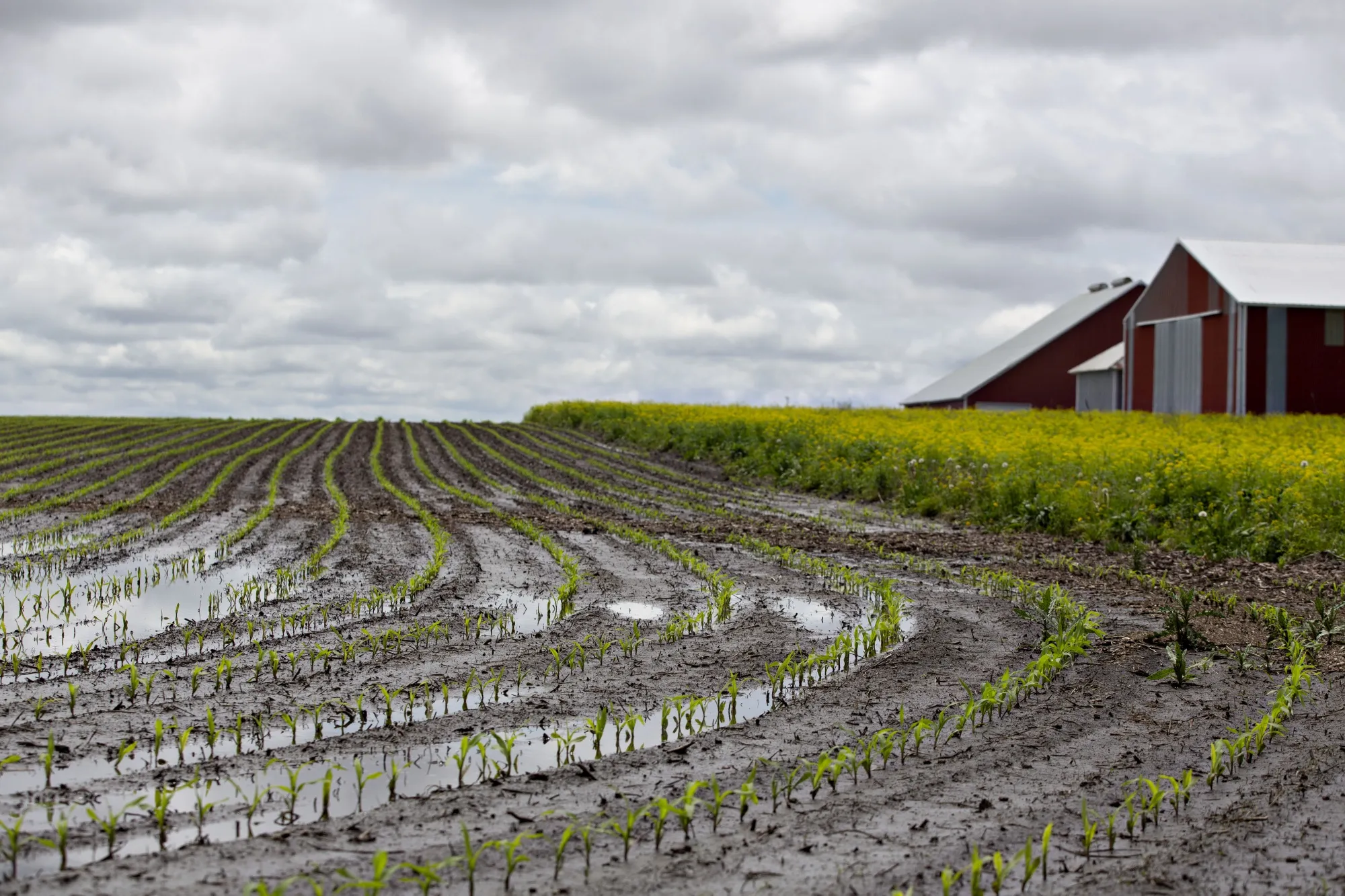 The Wettest, Wildest Planting Season U.S. Farmers Can Remember - Bloomberg