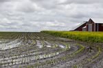 Water floods a cornfield in Malden, Illinois, U.S., on&nbsp;May 29.
