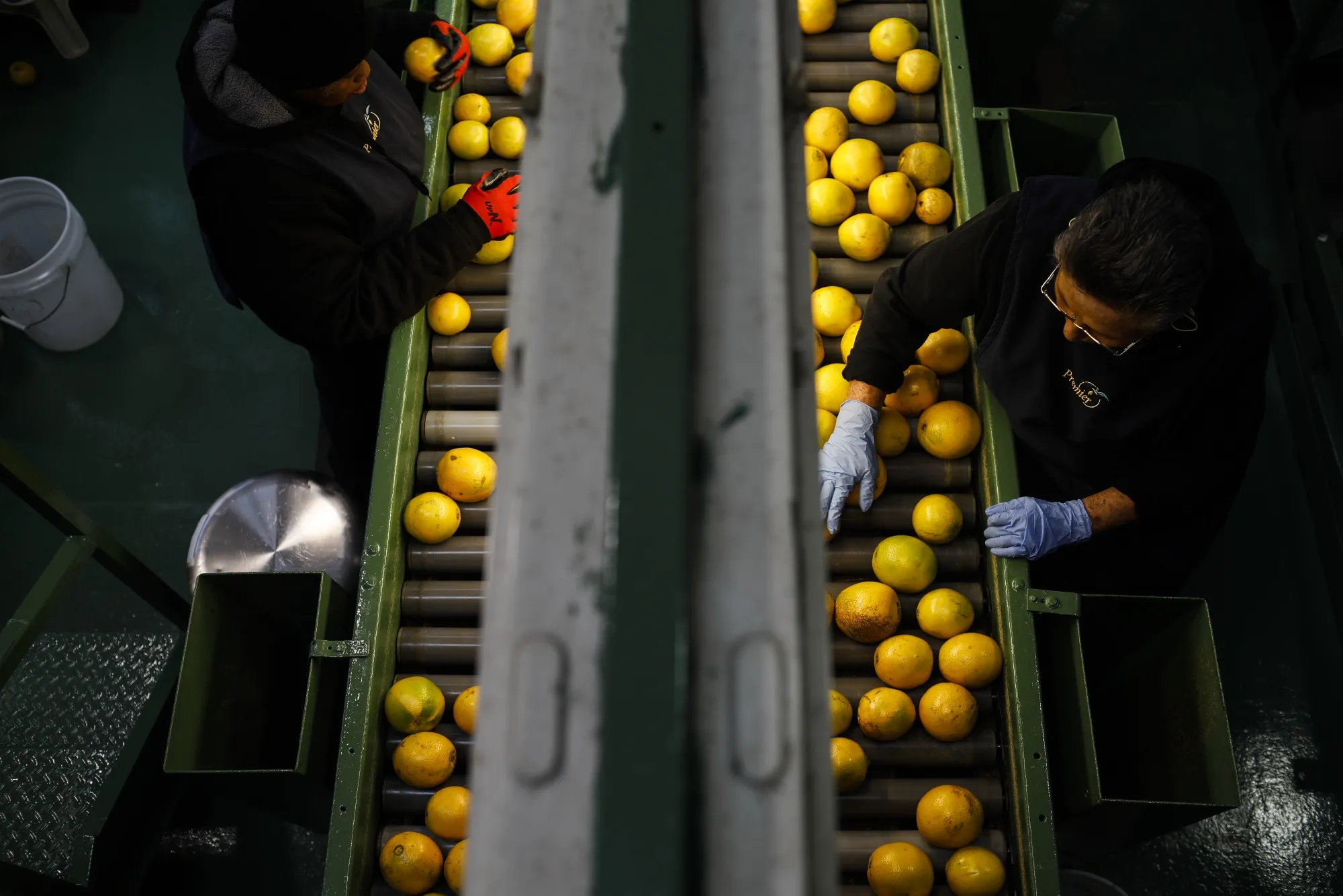 Florida Heads for Smallest Orange Crop in Nearly a Century - Bloomberg