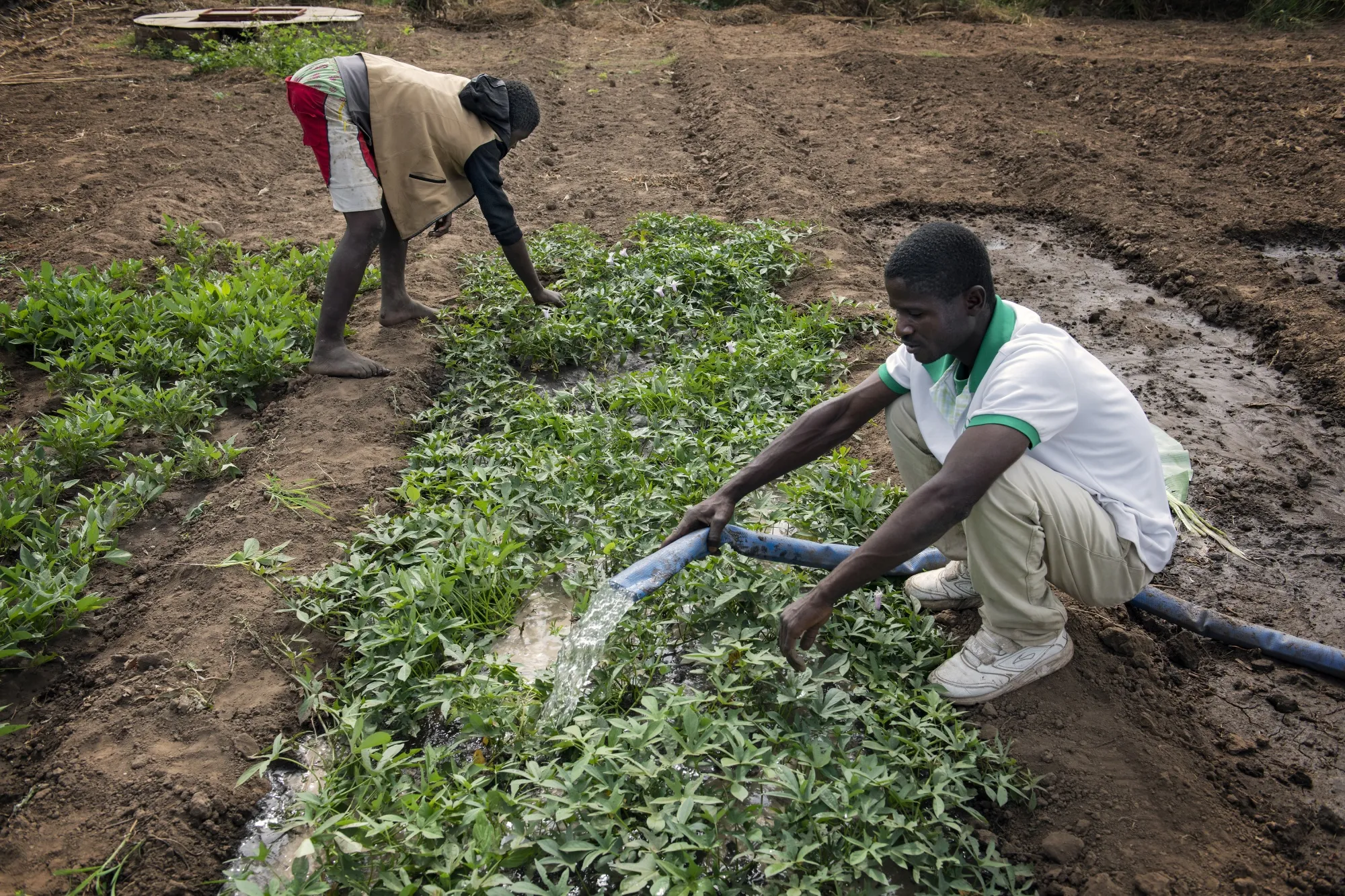 Small-scale agriculture provides livelihood to more than 80% of Malawi’s 21 million people.