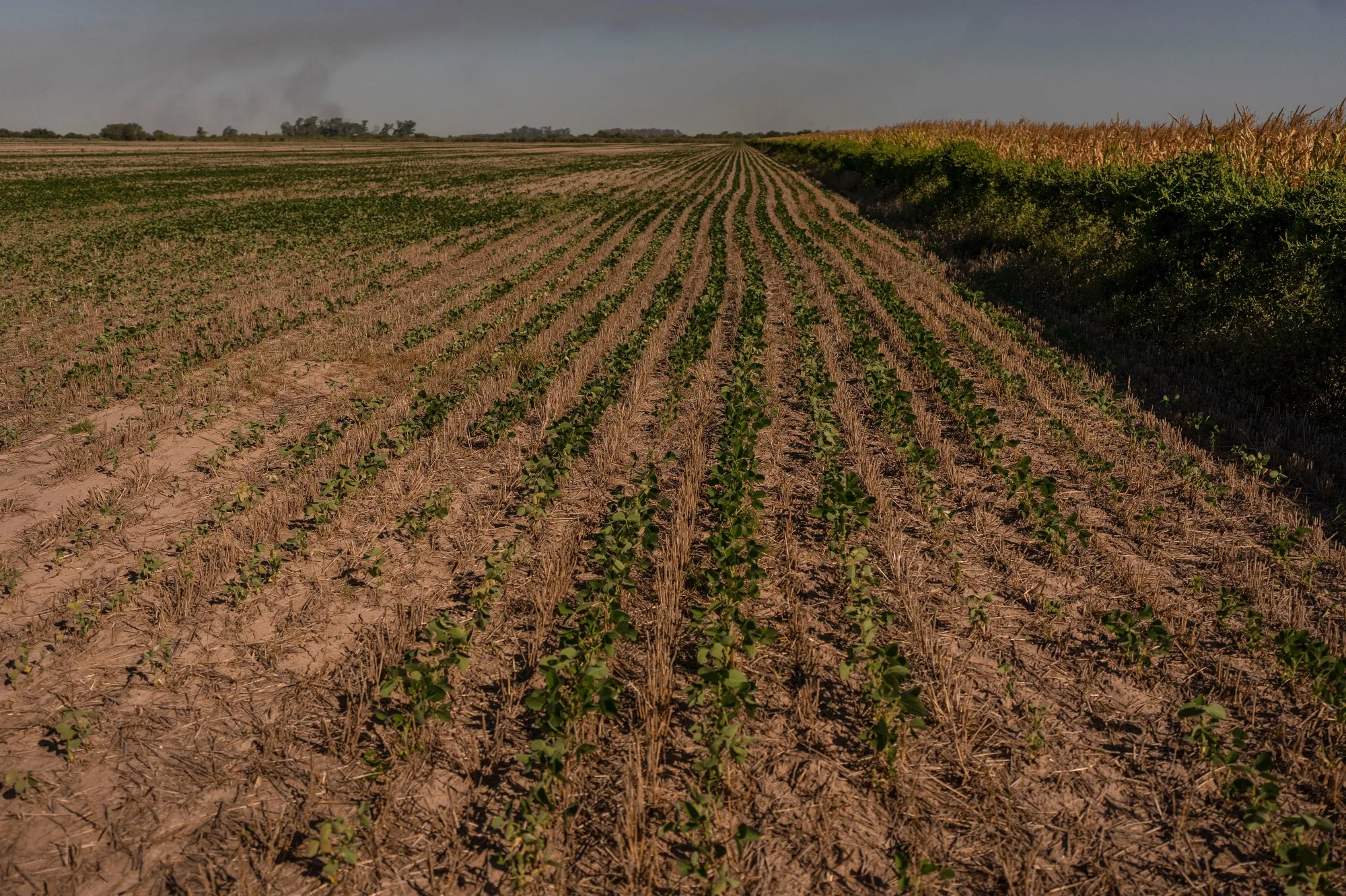 Soybean plants in a dry field at a farm in Rosario, Argentina on, Jan. 15, 2025.