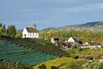 Vineyards and chapel in Rheinau, Switzerland.