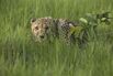 South African Cheetahs Find New Home in Zambia Wetlands