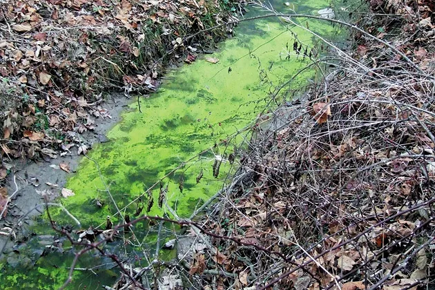 Manure pit runoff