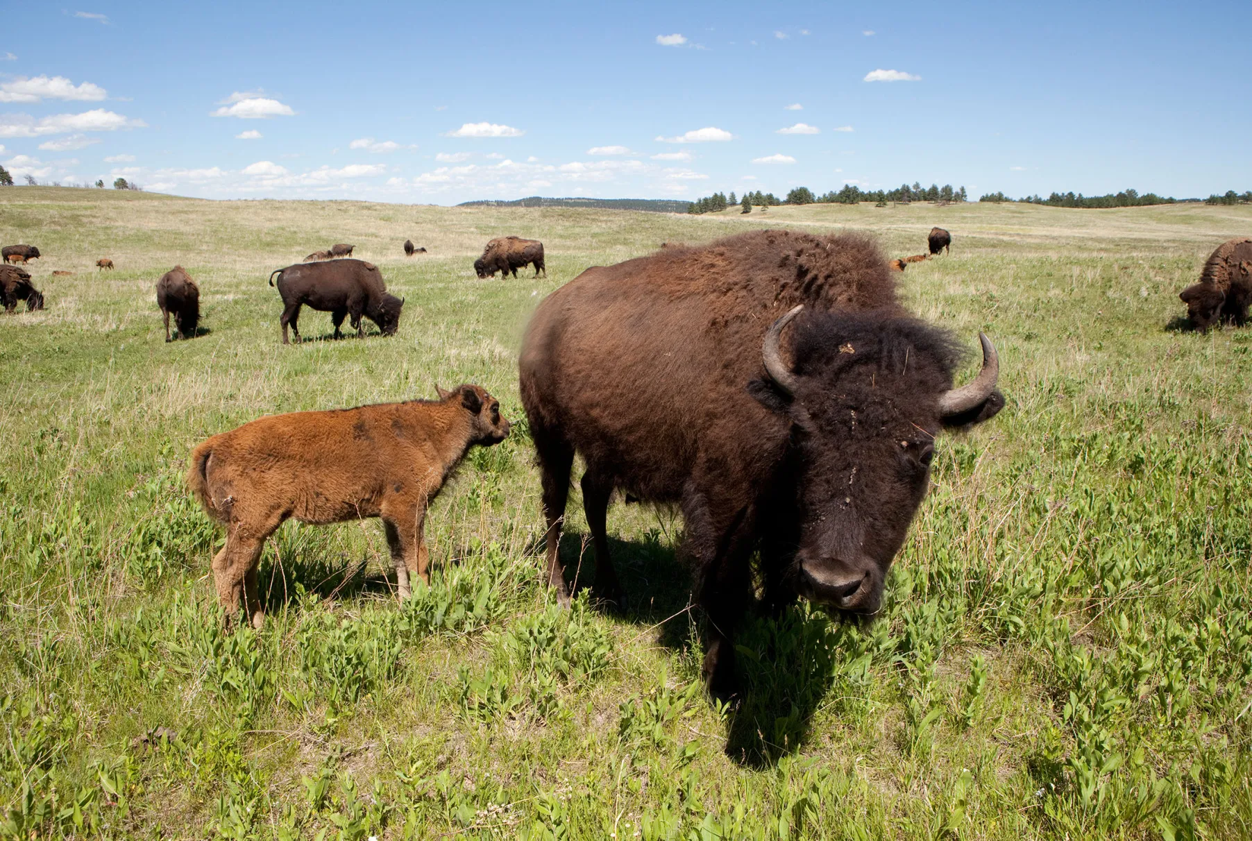 The growing appetite for bison is part of a wider trend toward organic foods, a small but expanding part of the food industry.
